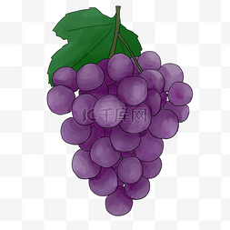 紫葡萄图片图片_手绘水果葡萄插画
