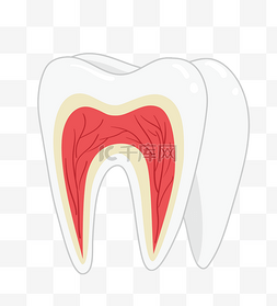 手绘人体器官牙齿插画