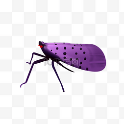 夏季昆虫红眼紫禅3D立体矢量图
