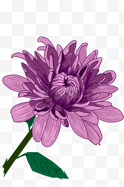 植物紫色菊花花开