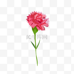 一朵康乃馨花束图片_一朵粉红色母亲节康乃馨免抠素材