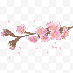 春季绽放图片_春季粉色樱花
