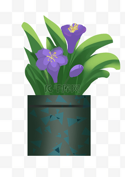 紫色创意花朵图片_紫色花朵盆栽