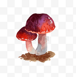 水彩蘑菇手绘图片_食物秋季秋日菌类蔬菜蘑菇食物