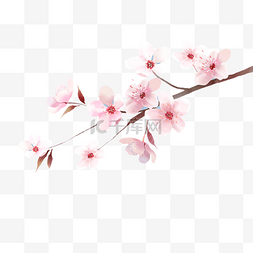 粉色樱桃枝图片_日本樱花插图