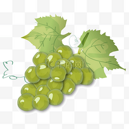 线描一串葡萄图片_卡通矢量美味手绘水彩葡萄