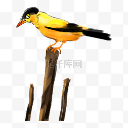 黄色的羽毛图片_站在木头上的黄鹂鸟