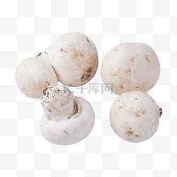 白蘑菇(png免抠）