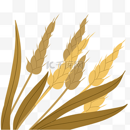 成熟大米图片_手绘秋天金黄的麦穗3