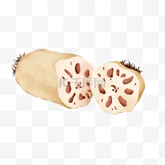 手绘莲藕莲菜插画