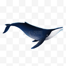 灰色鲸鱼元素