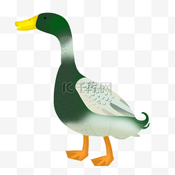 手绘绿色的鸭子插画