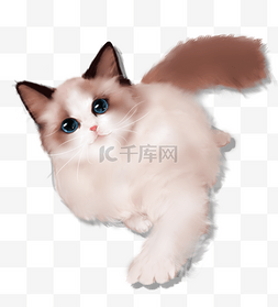 插画动物海报图片_可爱宠物布偶猫插画