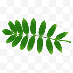 仿真立体手绘热带植物树叶绿色树