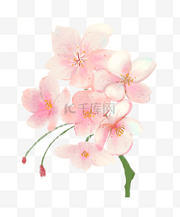 创意立春图片_粉色的樱花装饰插画