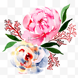 水彩花卉植物手绘插画
