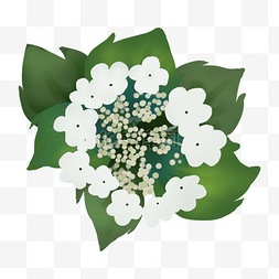 艺术花素材下载图片_绿色开放的花朵免抠图