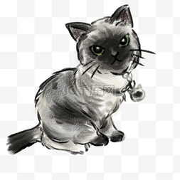手绘喜马拉雅猫插图