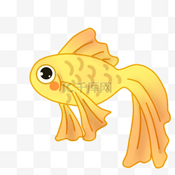 鱼类金鱼橘色