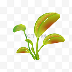绿植植物插画图片_绿色植物捕蝇草插画