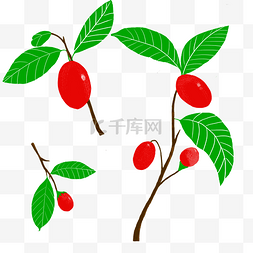 植物与图片_卡通红枣和枣叶图片素材
