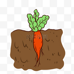 种在地里的萝卜