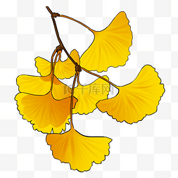 黄色清新树叶图片_手绘黄色银杏树叶插画