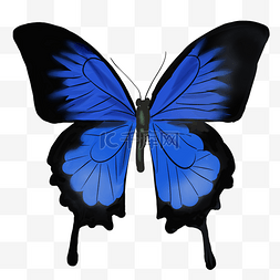 蓝色的蝴蝶图片图片_紫色写真仿实蝴蝶插图