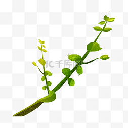 卡通装饰植物图片_卡通植物手绘绿色枝干