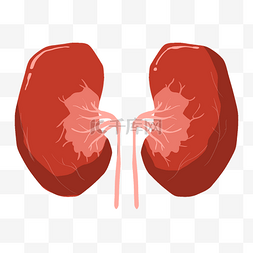 手绘器官肾脏插画