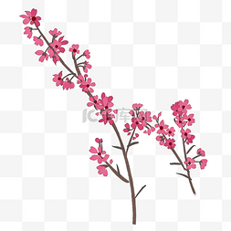 粉红色樱花插画装饰