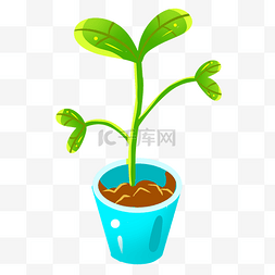 绿色植物盆栽
