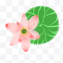 粉色的荷花手绘插画