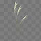 芦苇植物稻谷装饰