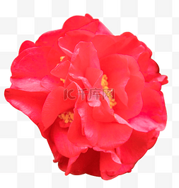 盛开的矢量鲜花图片_盛开的红色花花苞