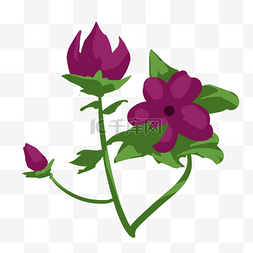 紫色花朵植物元素