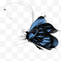 黑昆虫图片_黑蓝色蝴蝶装饰