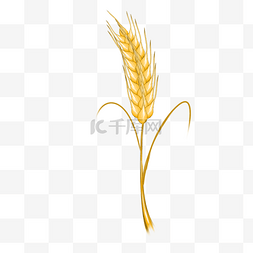 麦穗手绘素材图片_丰收秋天金黄的麦穗