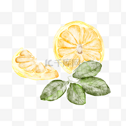手绘水彩带叶子的橙子