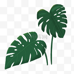 热带植物手绘叶子图片_手绘绿色植物龟背竹