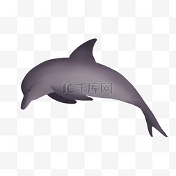 灰色海豚海底生物
