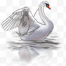 翅膀的天鹅图片_水上舞蹈优美的白天鹅