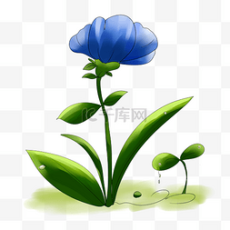 蓝色花朵花卉