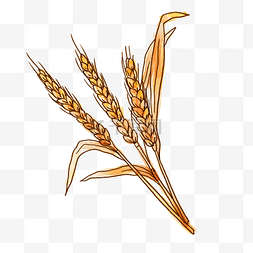 金色的麦穗图片_秋天的小麦PNG免抠素材