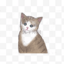 手绘素描小猫咪PNG素材