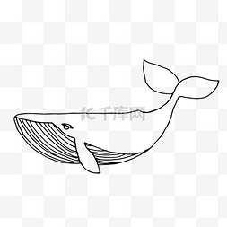 鲸鱼线描图片_黑白海洋动物装饰素材