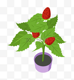 草莓树绿植盆栽插画