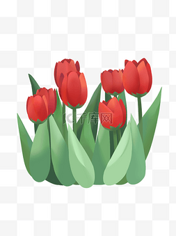 红色兰花图片_手绘鲜花装饰素材郁金香荷兰花