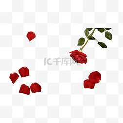红玫瑰花瓣元素图片_红玫瑰花瓣（png免抠）