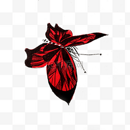 红色24节气图片_蝴蝶红色线条黑红翅膀PNG